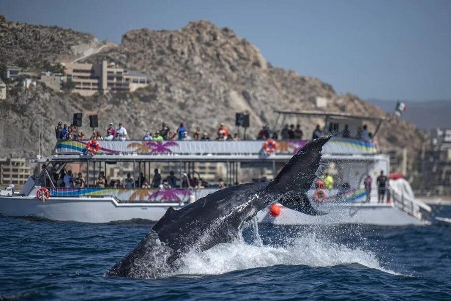 Cabo Boat Tour: Drinks, Lunch, Snorkeling, Dancing, and Transport - Transport and comfort: what the “air-conditioned vehicle” changes