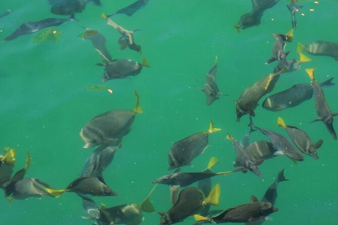Cabo Catamaran – Snorkeling Tour & Coastal Views - Coastal views from the sea around Los Cabos