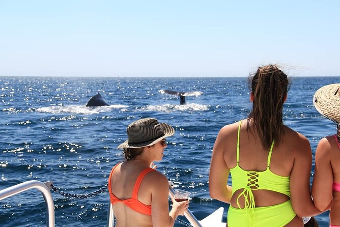 Cabo Catamaran – Snorkeling Tour & Coastal Views - Meeting point, timing, and how to avoid day-of stress