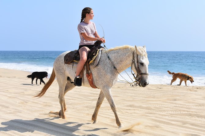 Cabo Desert Off-Road & Beach Horseback Combo and Tequila Tasting - Cabo in two speeds, desert adrenaline plus a beach ride