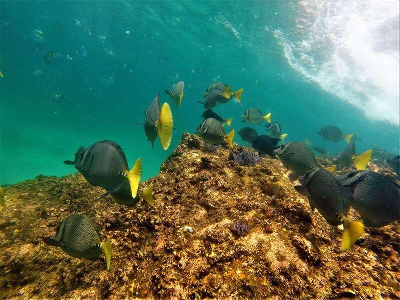 Cabo: Hidden Beach Day with Snorkeling in the Sea of Cortez - Tips that prevent common headaches on rocky Cabo beach days