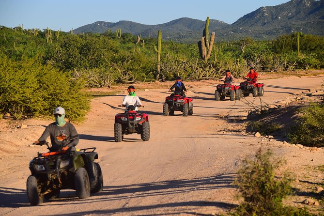 Cabo Migrino Beach and Desert ATV Tour plus Tequila Tasting - Stop 2: hidden desert stories, big cactus, and native plant talk