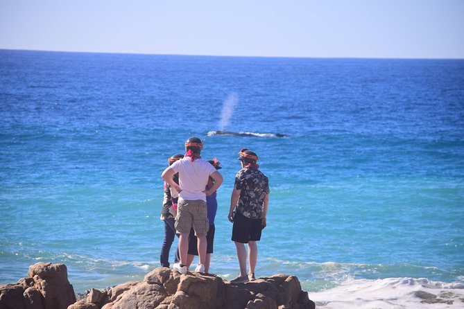 Cabo Original Real Baja 1000 Tour (Single ATV) - What you will see: the 200-year cactus and native plants