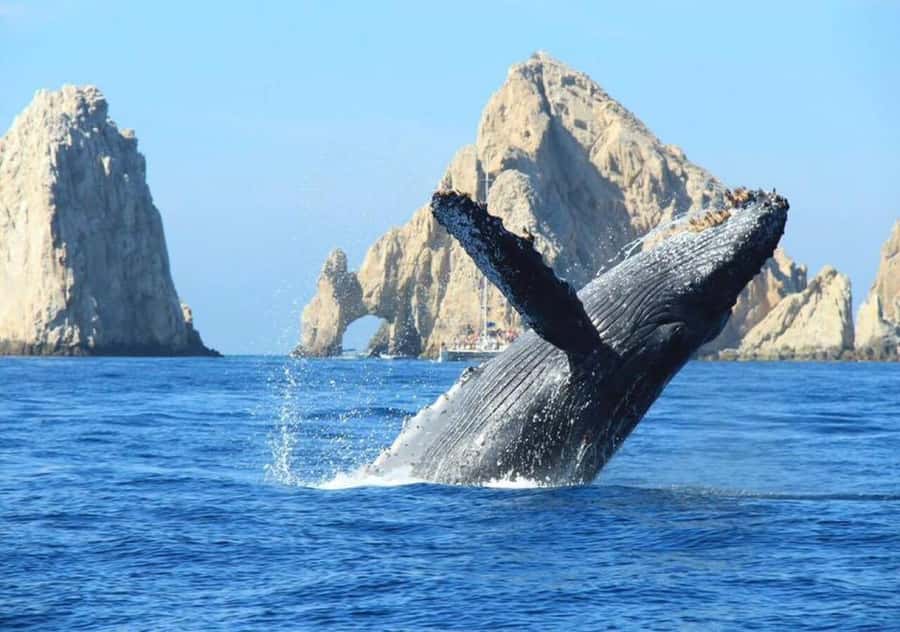 Cabo: Private Yacht Tour, Water Activities, Lunch & Drinks - Paddle board, floating mat, and choosing your own pace