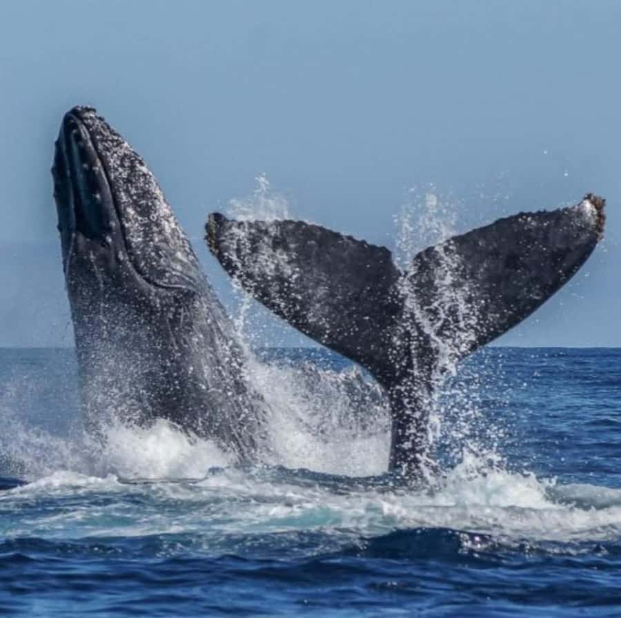 Cabo: Private Yacht Tour, Water Activities, Lunch & Drinks - Who should book this yacht tour, and who should skip it