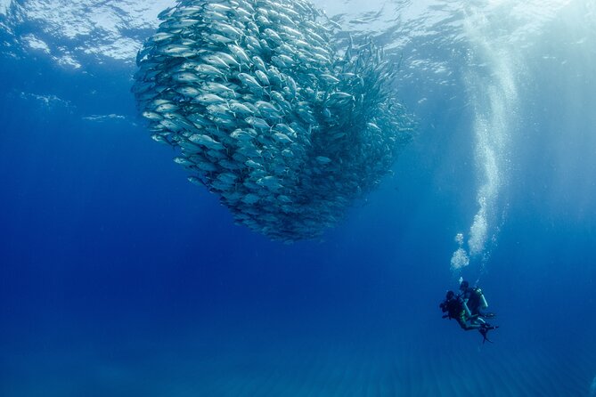 Cabo Pulmo 2 Tank Certified Dive with Lunch - Key things that make this tour work in real life