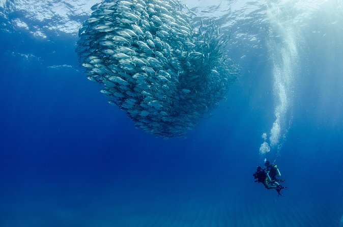 Cabo Pulmo 2 Tank Certified Dive with Lunch - Cabo Pulmo time: what you’ll actually be looking for