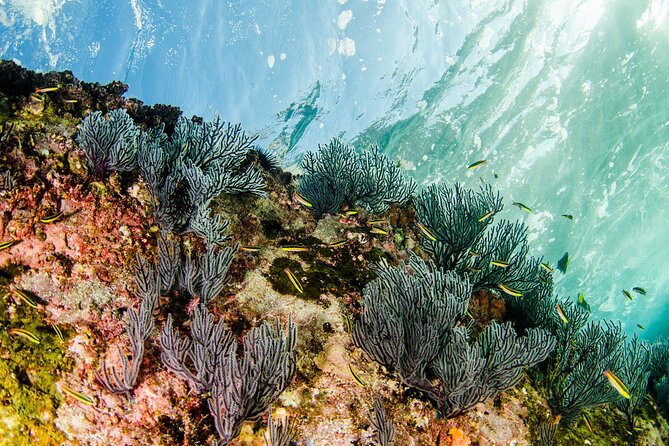Cabo Pulmo 2 Tank Certified Dive with Lunch - Lunch and the end of the day: what’s included, what’s not