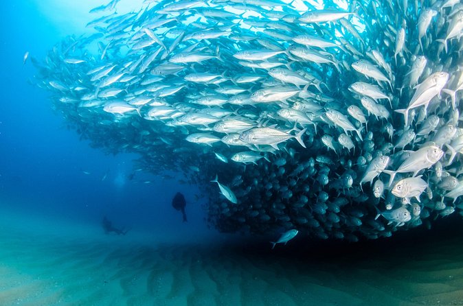 Cabo Pulmo 2 Tank Certified Dive with Lunch - Price reality check: is $279 good value?