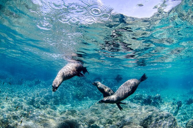 Cabo Pulmo 2 Tank Certified Dive with Lunch - Two underwater sessions with certified divers, max four people
