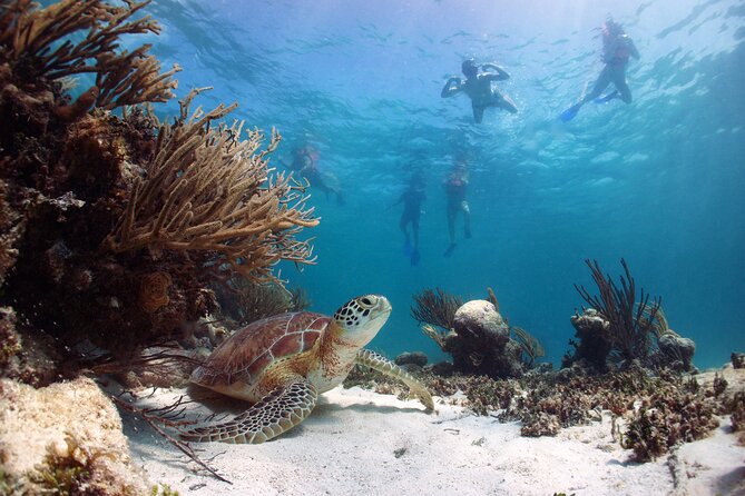 Cabo Pulmo National Park Snorkel Expedition from Cabo San Lucas - Cabo Pulmo is the payoff, not the side quest