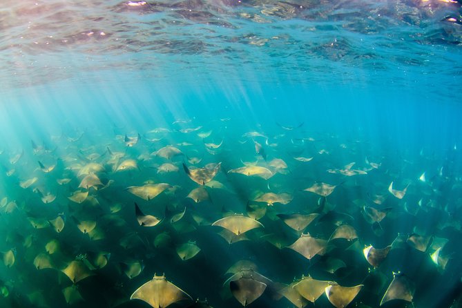 Cabo Pulmo National Park Snorkel Expedition from Cabo San Lucas - The four-site plan: how the stops shape your day