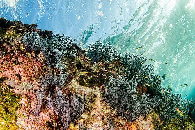 Cabo Pulmo National Park Snorkel Expedition from Cabo San Lucas - Boat ride comfort and safety: what to expect on bumpy days