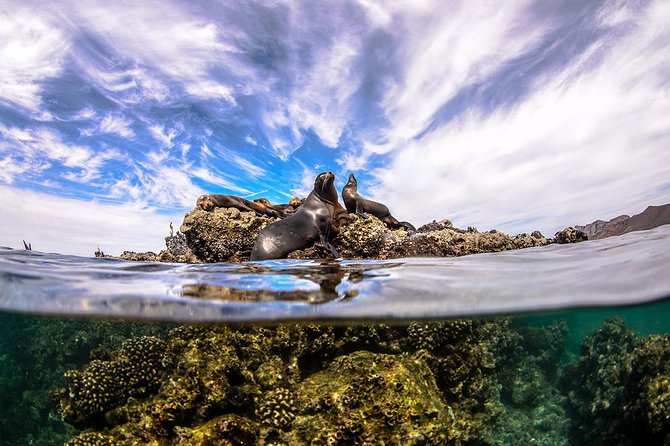 Cabo Pulmo National Park Snorkel Expedition from Cabo San Lucas - Price check: is $279 good value?