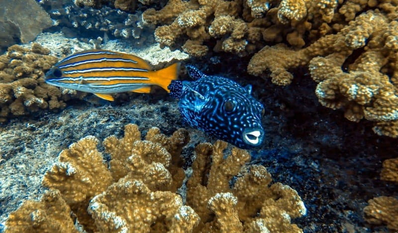 Cabo Pulmo Snorkeling - Why Cabo Pulmo National Park feels different underwater