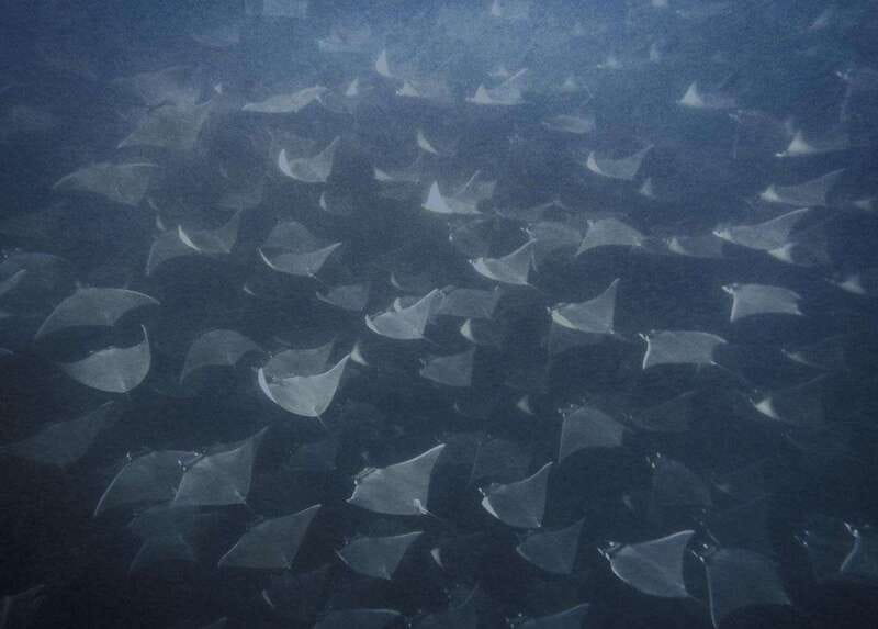 Cabo Pulmo Snorkeling - The 2.5 hours in the water: coral gardens, reef edges, and floating at the end