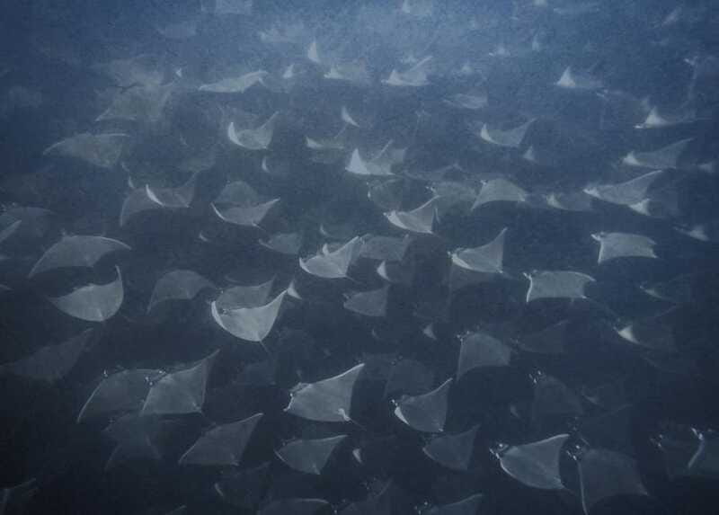 Cabo Pulmo Snorkeling - Wildlife spotting really comes down to the guide, and that’s where this tour earns trust