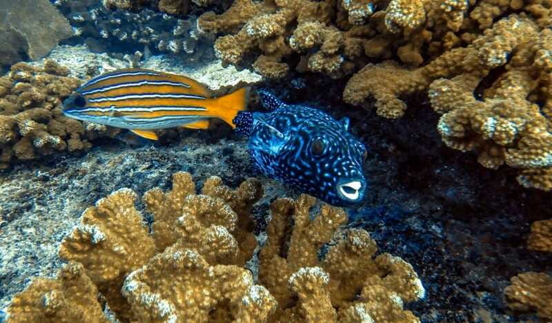 Cabo Pulmo Snorkeling - Who this Cabo Pulmo tour suits best