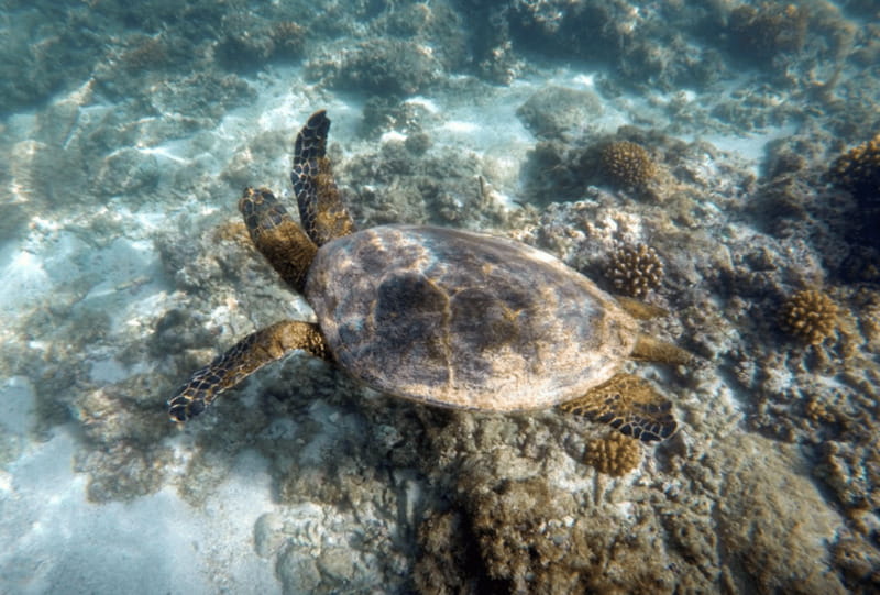 Cabo Pulmo Snorkeling - My practical verdict: should you book it?