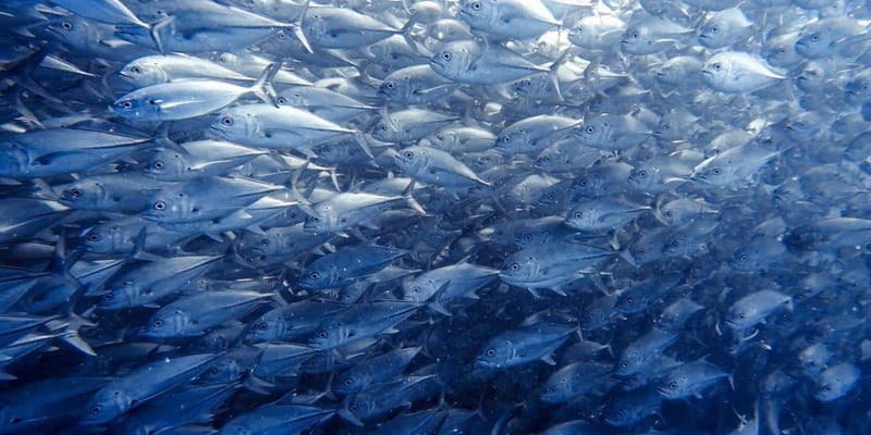 Cabo Pulmo Snorkeling - Meeting at Cabo Pulmo Travel, getting geared up, and getting your bearings