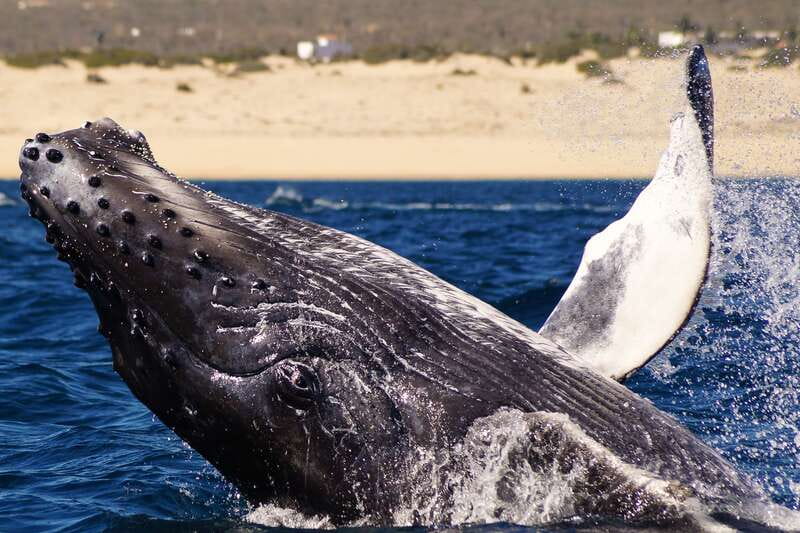 Cabo San Lucas: 2.5-Hour Whale Watching Tour - Cabo humpbacks: why this part of Baja hits hard