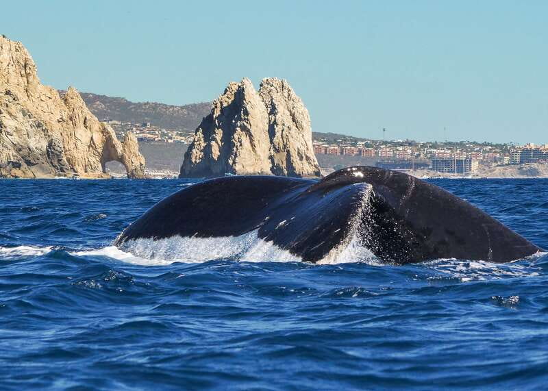 Cabo San Lucas: 2.5-Hour Whale Watching Tour - What the marine biologist actually helps you notice out there