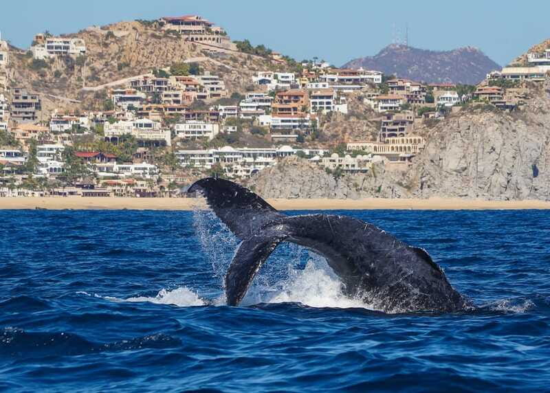 Cabo San Lucas: 2.5-Hour Whale Watching Tour - Whale watching reality check: how to increase your odds without stressing