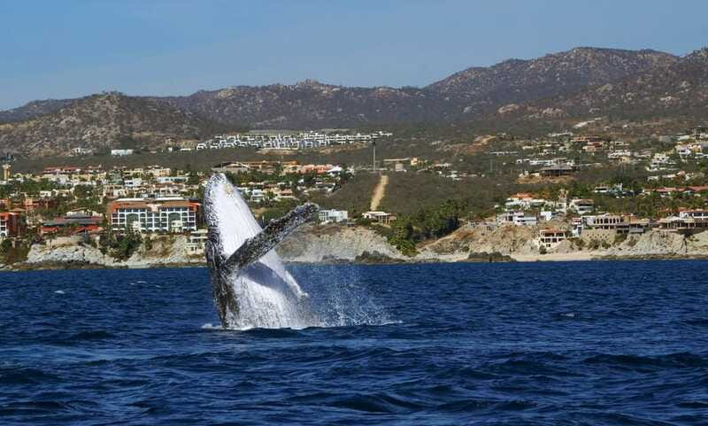 Cabo San Lucas: 2.5-Hour Whale Watching Tour - Price and value: is $109 for 2.5 hours fair?