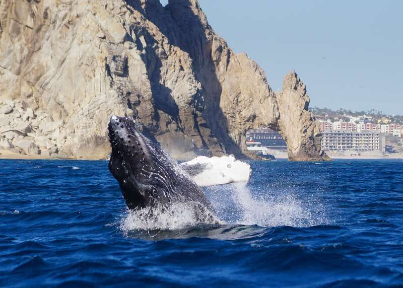 Cabo San Lucas: 2.5-Hour Whale Watching Tour - Hydrophones plus a marine biologist, the combo that makes it educational