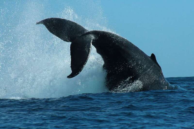 Cabo San Lucas: 2-Hour Whale Watching Adventure - Key things to know before you go