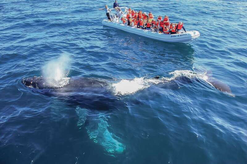 Cabo San Lucas: 2-Hour Whale Watching Adventure - Cabo’s whale season, and why timing matters