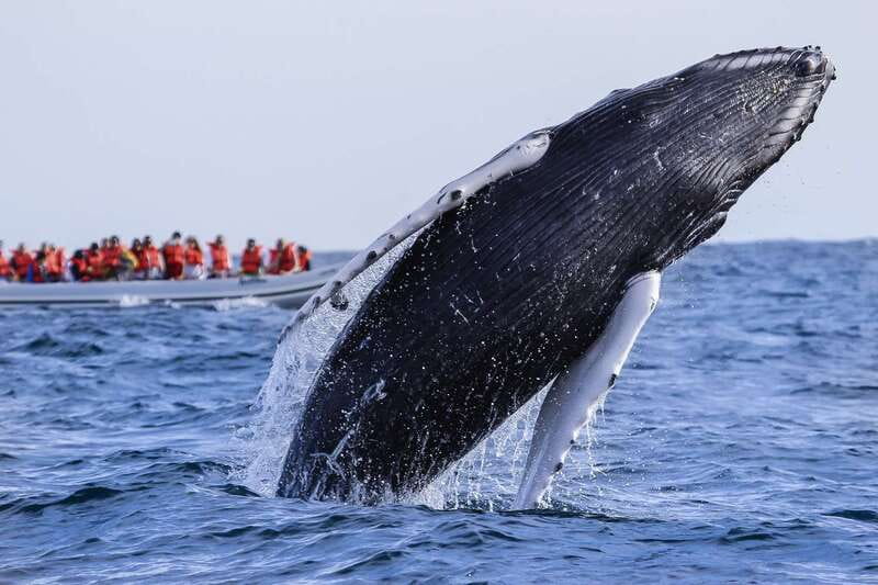 Cabo San Lucas: 2-Hour Whale Watching Adventure - Getting picked up: San José del Cabo or Cabo San Lucas