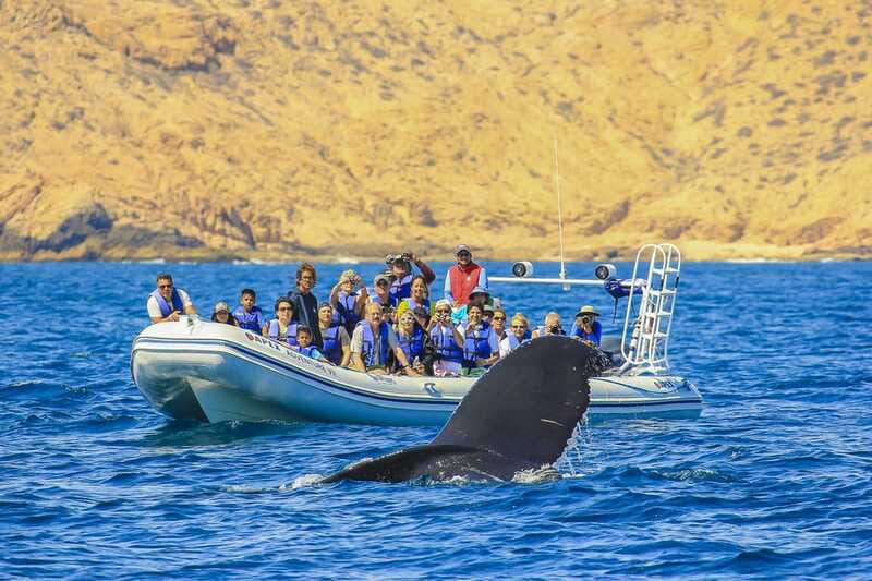 Cabo San Lucas: 2-Hour Whale Watching Adventure - What you’ll see: humpbacks, dolphins, and the kind of action to look for
