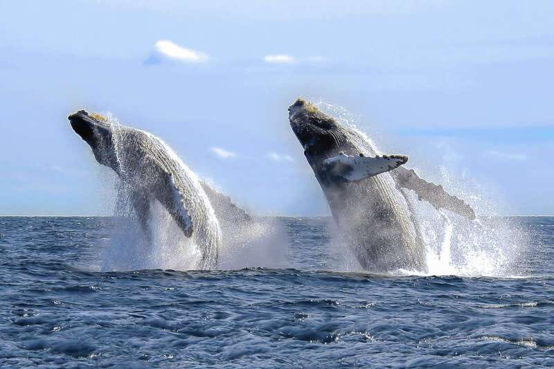 Cabo San Lucas: 2-Hour Whale Watching Adventure - Price and the real all-in cost