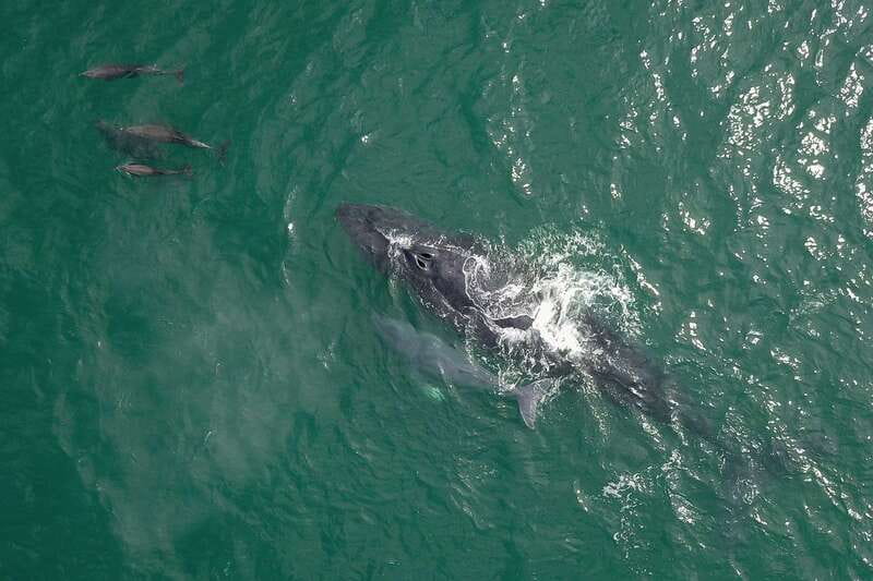 Cabo San Lucas: 2-Hour Whale Watching Adventure - Who should book, and who should skip