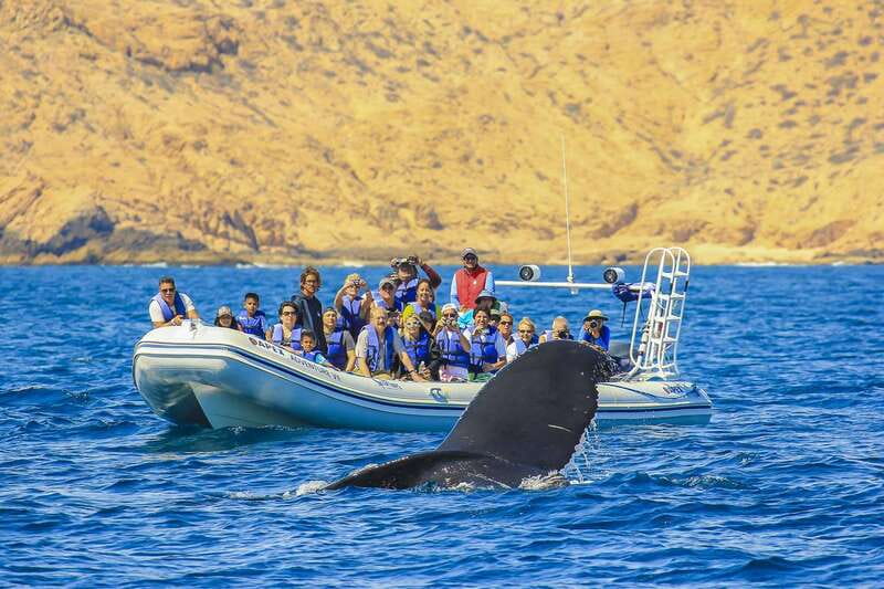 Cabo San Lucas: 2-Hour Whale Watching Adventure - The boat: why an inflatable ride helps you see more