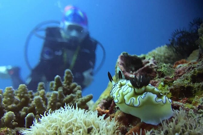Cabo San Lucas 2 Tank Scuba Diving - Equipment, Gear Rental, and the “Small Group” Advantage