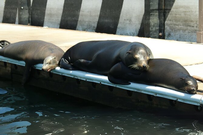 Cabo San Lucas Arc Group Tour in Glass Bottom Boat - Key Things I’d Watch For on This Cabo Boat Trip