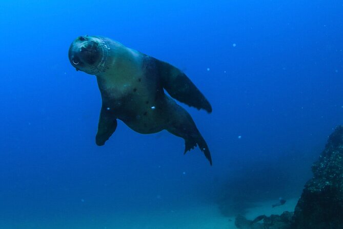 Cabo San Lucas Arch Boat Tour and Snorkeling at Pelican Rock - El Arco at Land’s End: The Stop You Came for