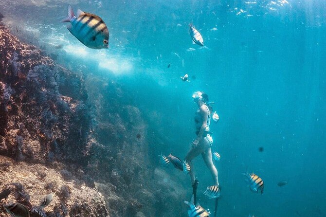 Cabo San Lucas Arch Boat Tour and Snorkeling at Pelican Rock - Sea of Cortez Cruising and Sea Lion Colony Sightings