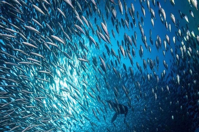 Cabo San Lucas Arch Boat Tour and Snorkeling at Pelican Rock - Pelican Rock Snorkeling: Gear Included, Comfort Not Guaranteed