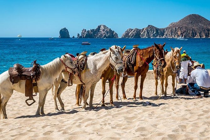 Cabo San Lucas Beach and Desert Horseback Ride - Wildlife on the Coast: What You Can Spot and How to Increase Odds