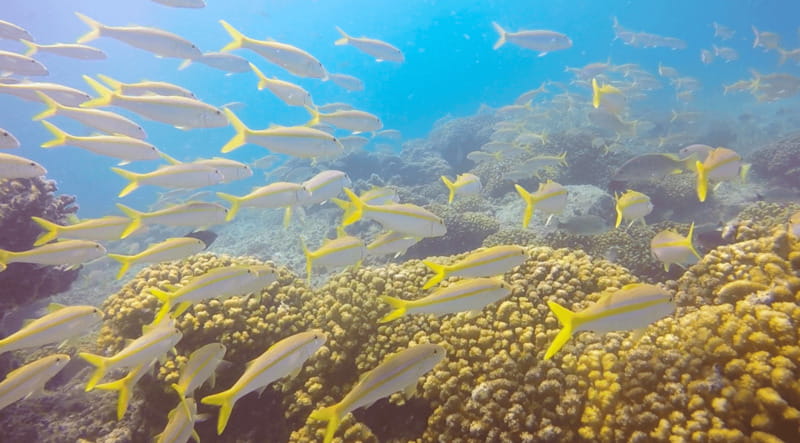 Cabo San Lucas: Beginners Diving Experience w/ Water & Snack - Price and Value: What $143 Covers, Plus the Fees