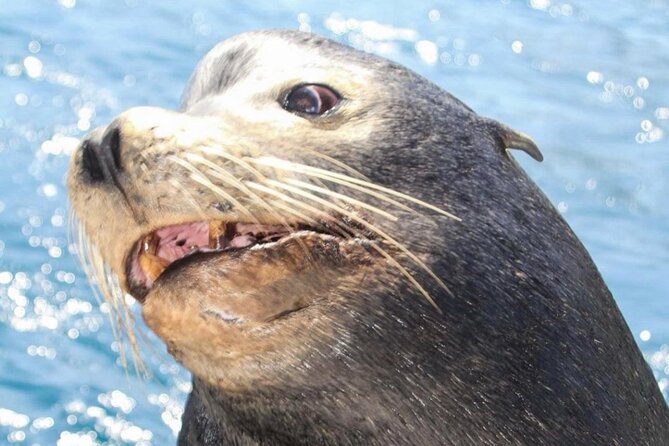 Cabo San Lucas Boat Tour and Snorkel at Pelican Rock - Why this Cabo boat-and-snorkel day makes sense