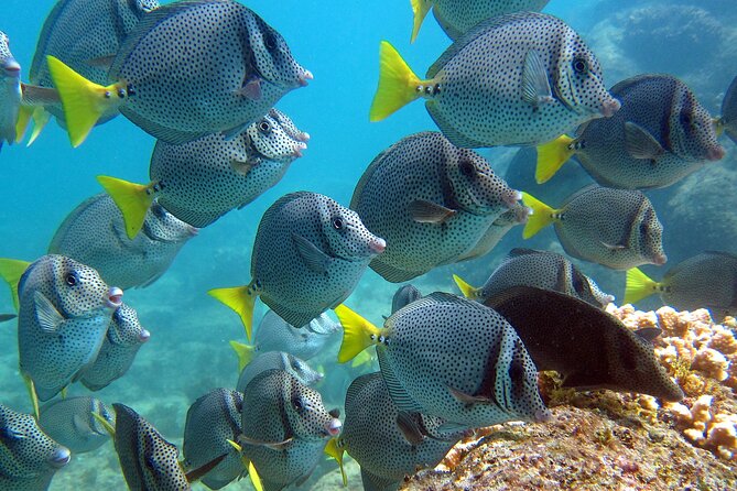 Cabo San Lucas Boat Tour and Snorkel at Pelican Rock - Who this Cabo tour fits best