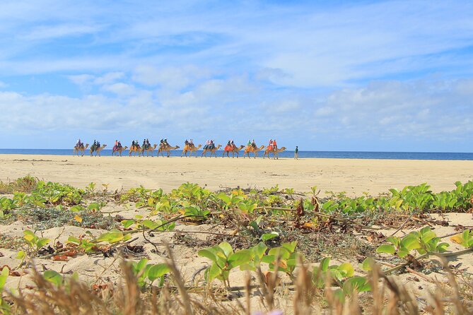 Cabo San Lucas Camel and Horseback Ride with ATV Adventure - Who this Cabo camel, horse, and ATV ride is best for