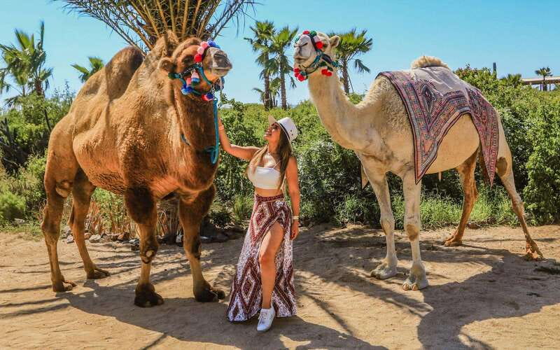 Cabo San Lucas: Camel Ride & Off-Road UTV Combo Adventure - Cabo’s Pacific camel ride: what you’ll actually see
