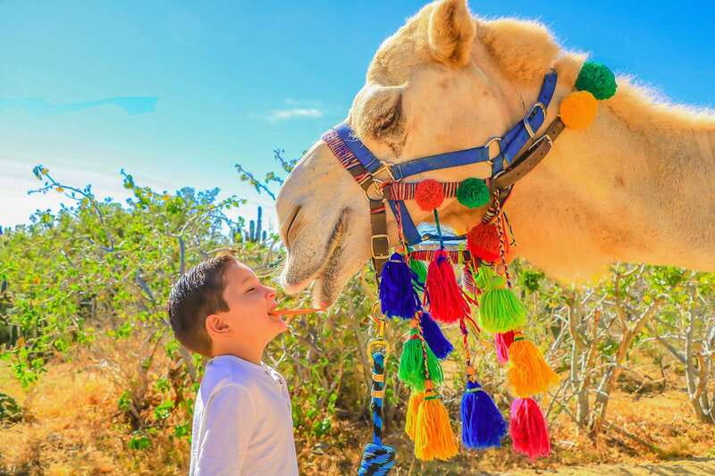 Cabo San Lucas: Camel Safari Tour with Lunch and Tequila - Whale season chances: don’t count on it, but look anyway