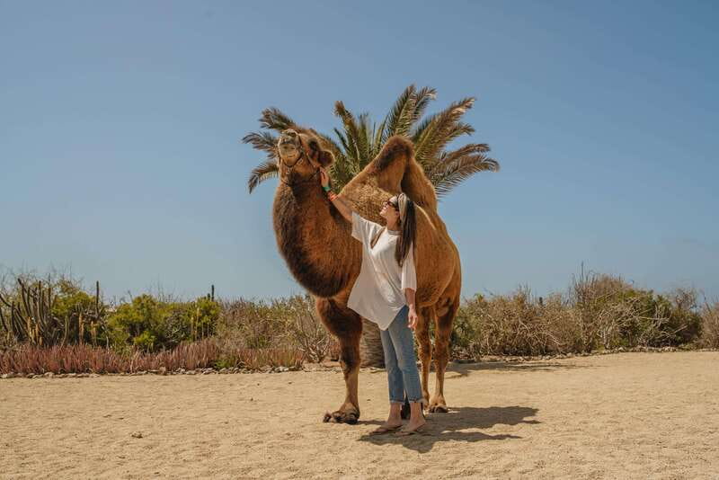 Cabo San Lucas: Camel Safari Tour with Lunch and Tequila - Cameras, photo packages, and why you should bring cash