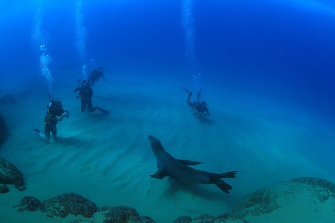 Cabo San Lucas Certified 2 Tank Dive at the Famous Arch and Land's End - Stop 1: El Arco de Cabo San Lucas